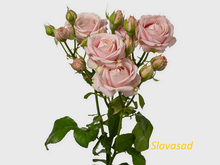 Pink Bubbles (Пінк Баблс) (Мультифлора)